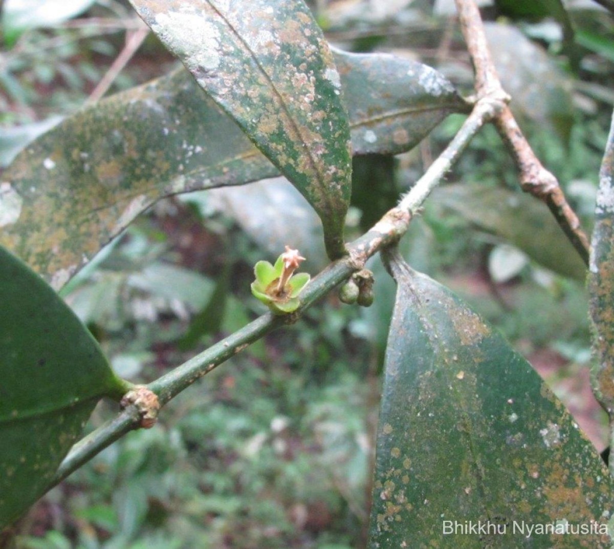 Suregada lanceolata (Willd.) Kuntze